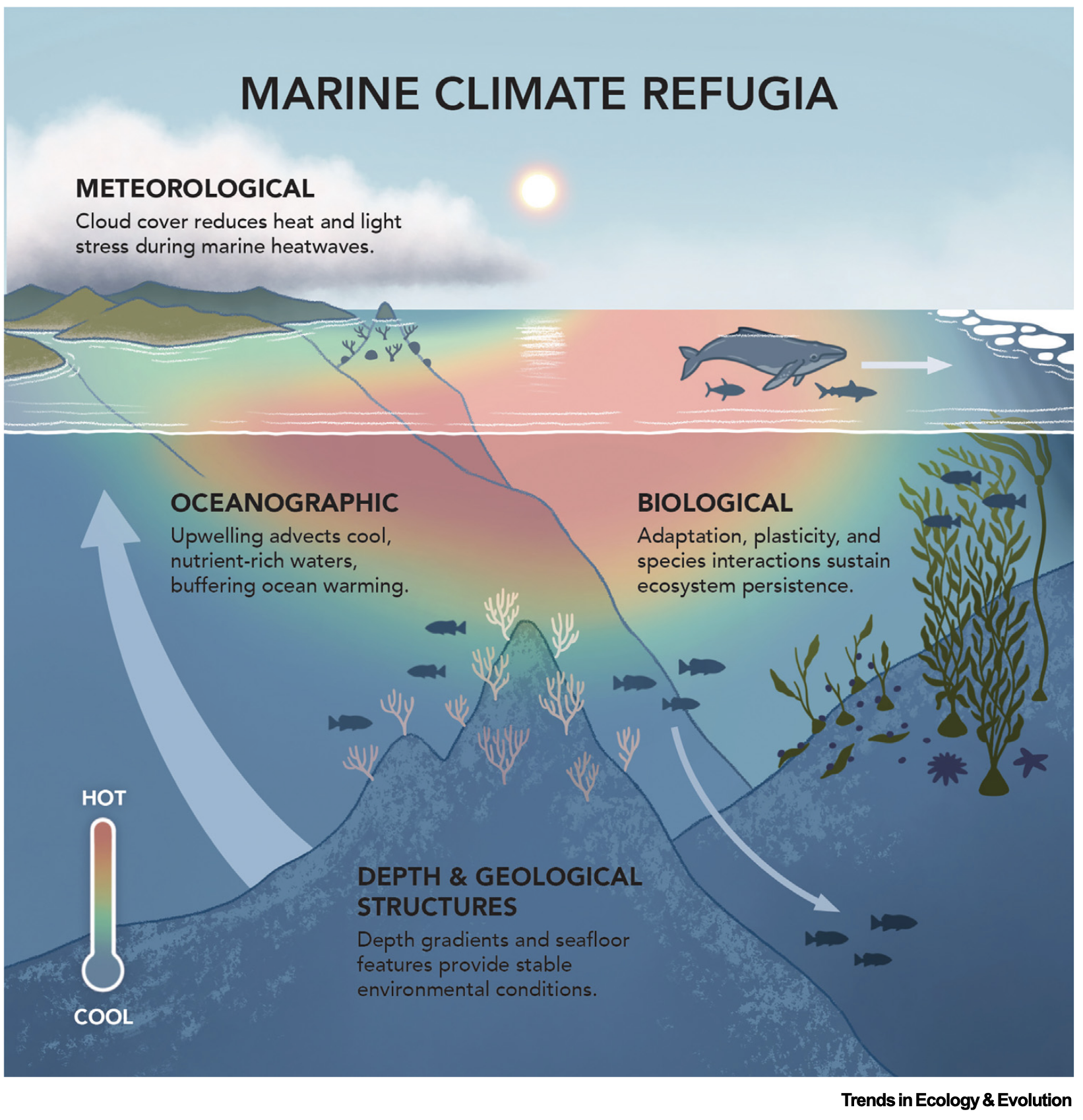 Illustration of marine climate refugia showing meteorological, oceanographic, biological, depth, and geological processes.