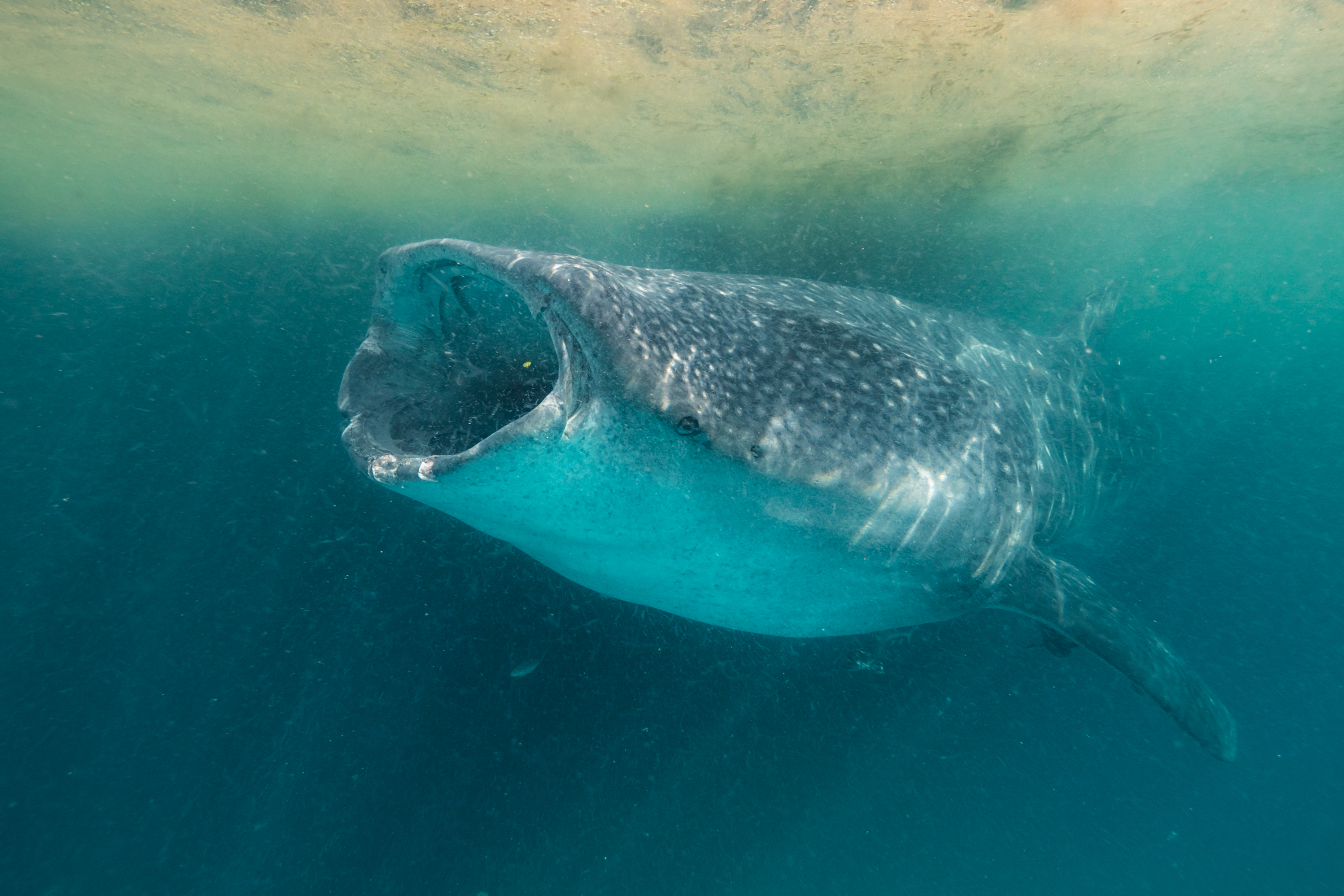 Whale shark swimming underwater. Photo by Chris Rohner.